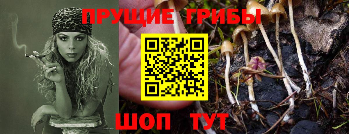 Псилоцибиновые грибы Psilocybe Сыктывкар
